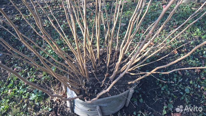 «Саженцы фундука»