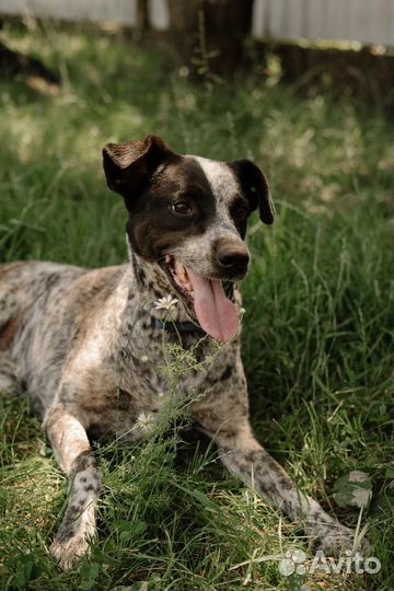 Собака в добрые руки