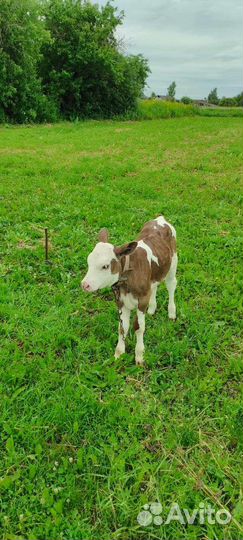 Продается телка от симментальской породы