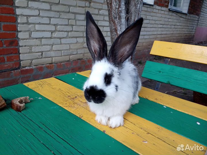 Продам молодняк на племя