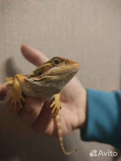Бородатая агама 4 месяца