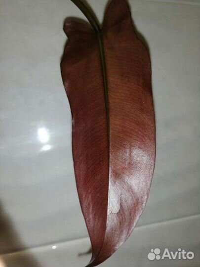 Филодендрон Атабапоэнс