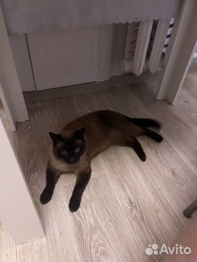 Сиамский котик