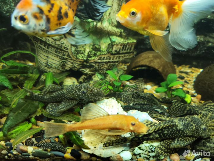 Сомики анциструсы