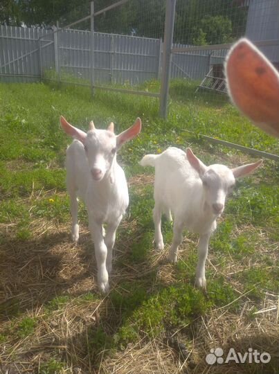 Козочка зааненская