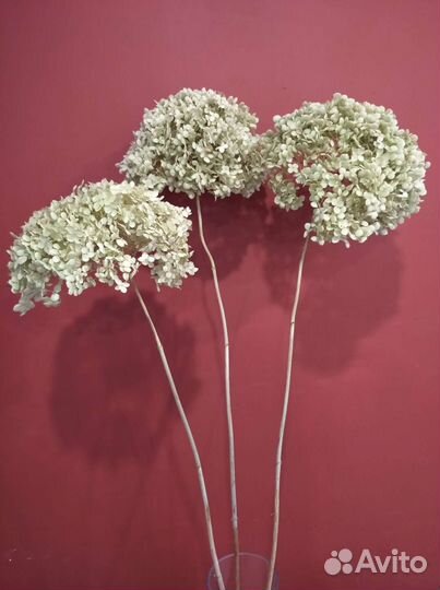 Сухоцвет.Гортензия древовидная 