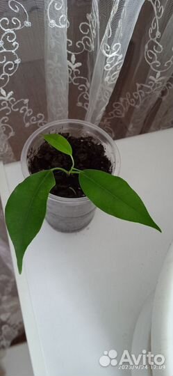 Фикус Бенджамина Экзотика