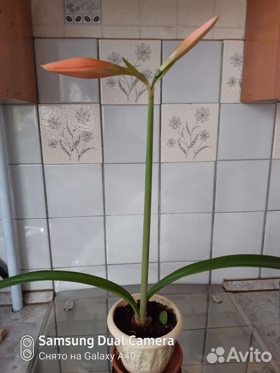 Гиппиаструм(семейства аморилловых)