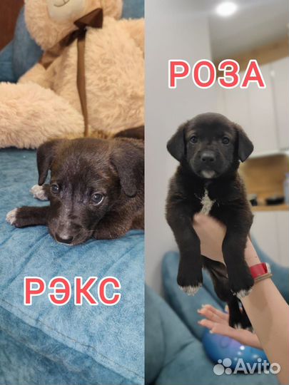 Щенки в добрые руки