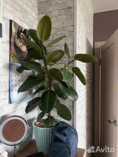 Фикус бесплатно