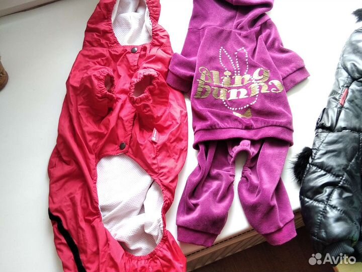 Одежда для маленькой собачки