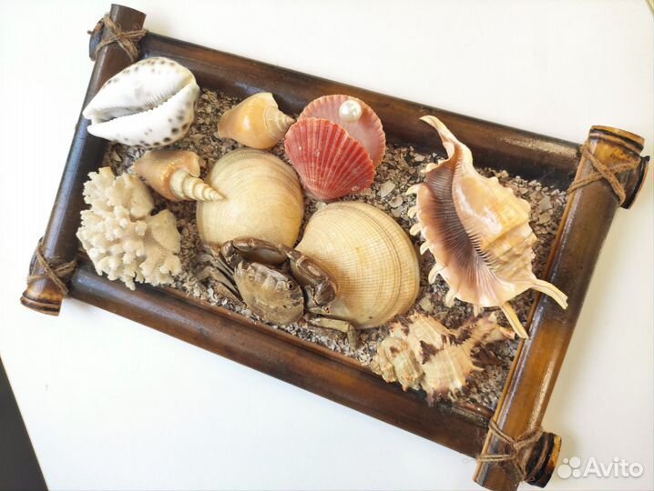 Морские ракушки раковины