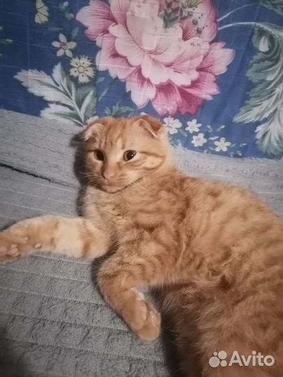 Котенок мальчик вислоухий