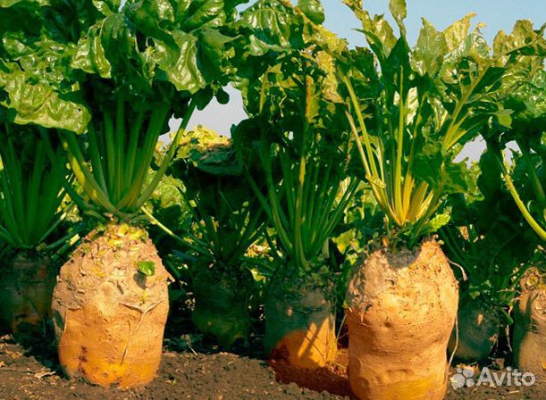 Семена кормовой свеклы