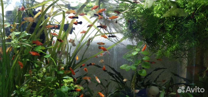 Обслуживание аквариума