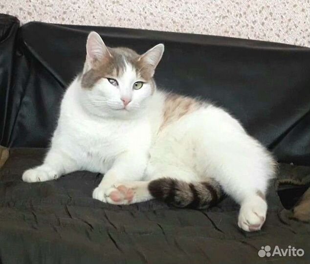 Кот бесплатно в добрые руки