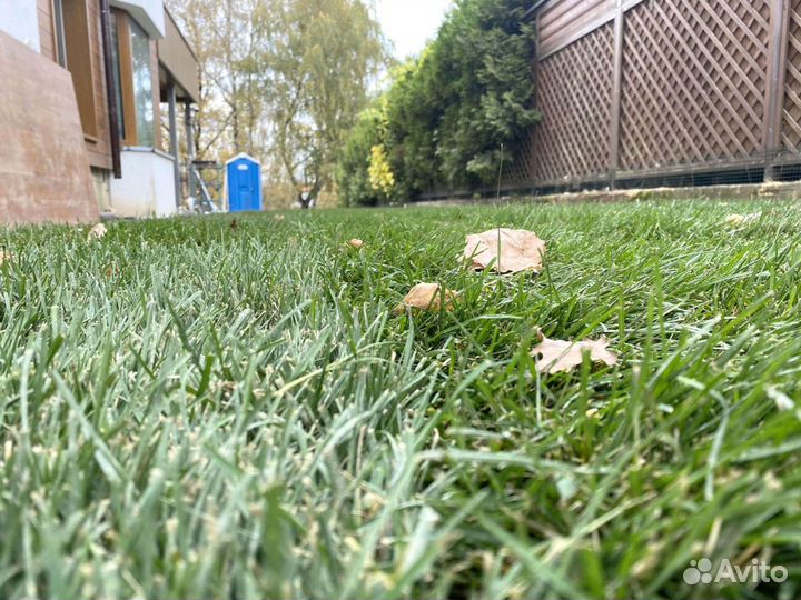 Рулонный газон 100 Мятлик