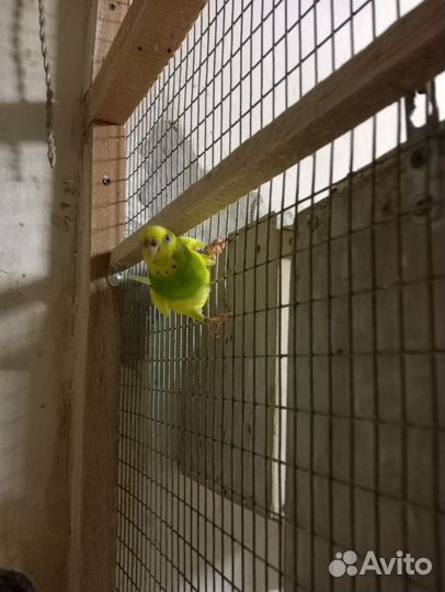 Волнистый попугай