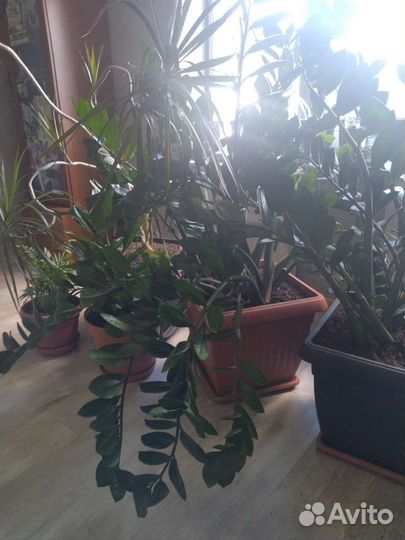 Комнатные цветы