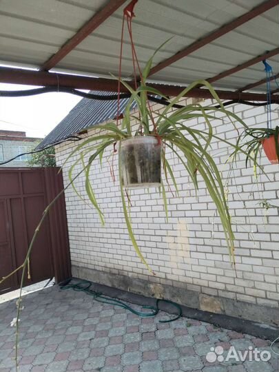 Хлорофитум