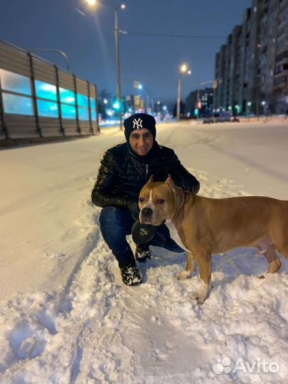 Выгул собак, догситер,зоо няня