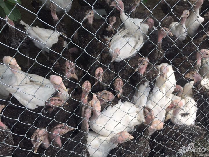 Индюшата Виктория