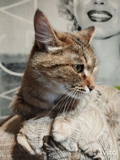 Самая ласковая кошка в мире Эш