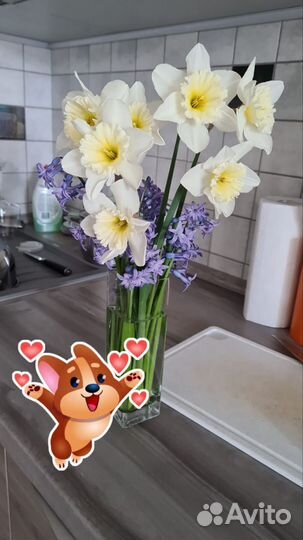 Луковицы дикого гиацинта