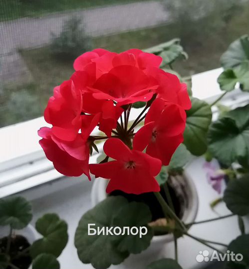 Пеларгония герань