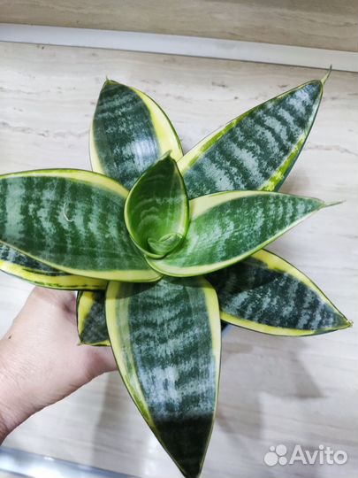 Сансевиерия Эйдж ханни
