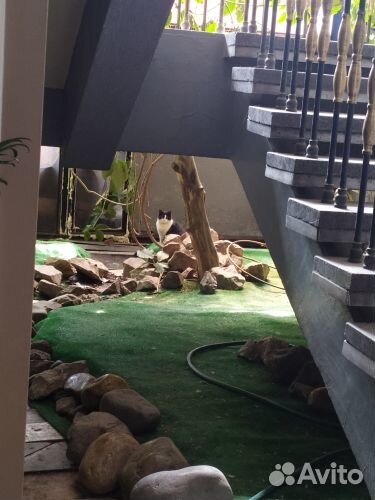 Отдам кота в добрые руки