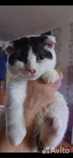 Самая милая Пандочка