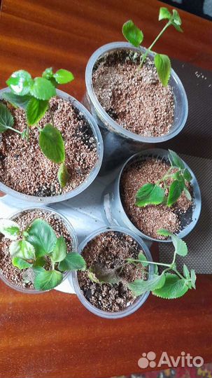 Акалифа (лисий хвост)