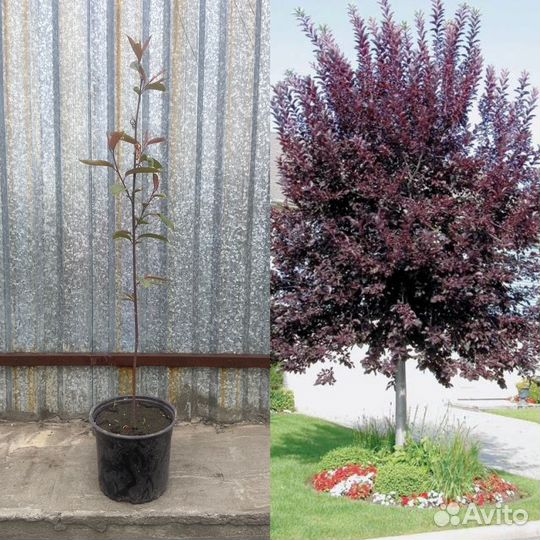 Черемуха Шуберта