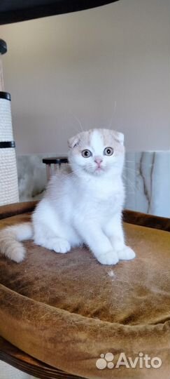 Шотландский котёнок, девочка