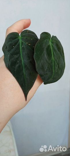 Ктенанта,Сциндапсус, эпипремнум, монстера,фил