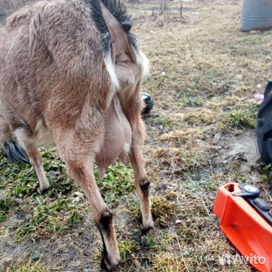 Козы дойные