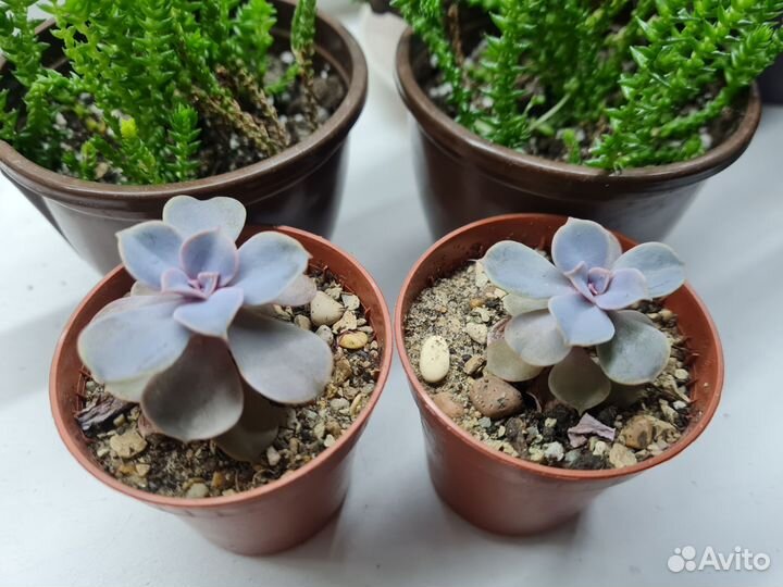 Эхеверия перл нюрнберг суккулент