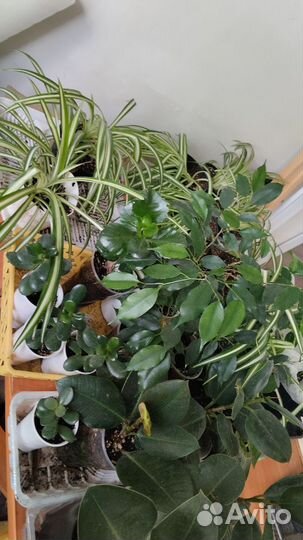 Комнатные цветы