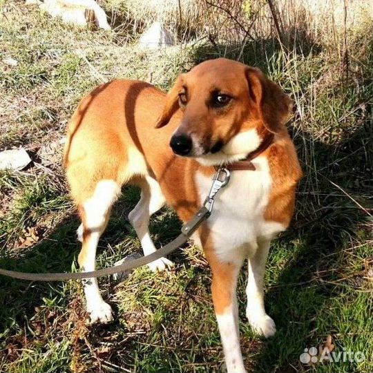Собаки бесплатно в добрые руки