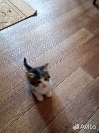 Котята в дар бесплатно