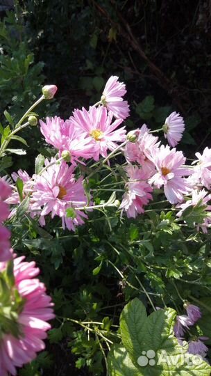 Хризантема