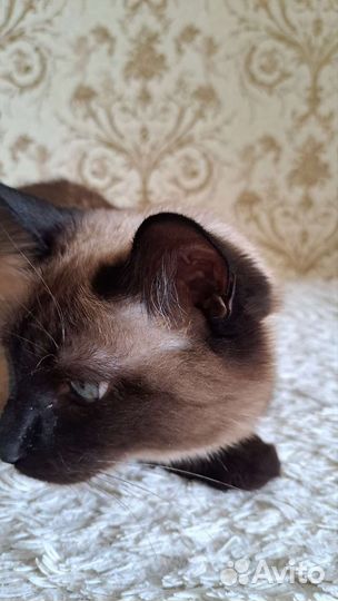 Отдадим кота