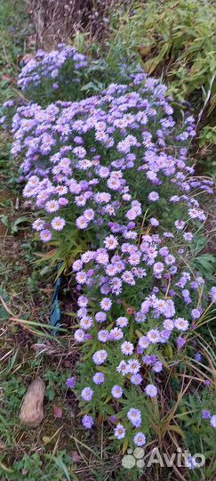 Цветы октябринки