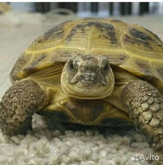 Передержка животных