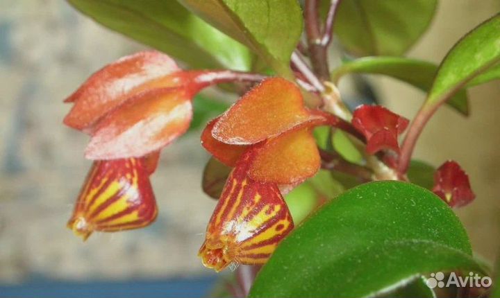 Гипоцирта(золотая рыбка)