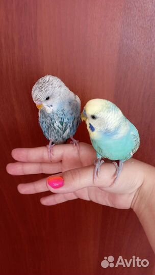 Говорящий попугай