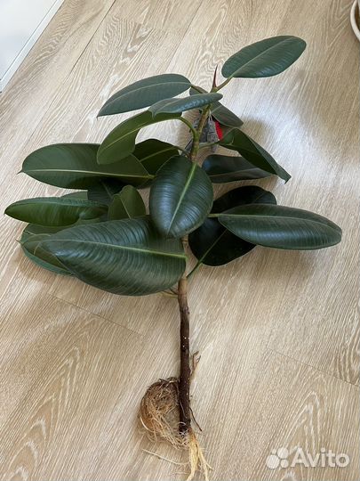 Фикус каучуконосный