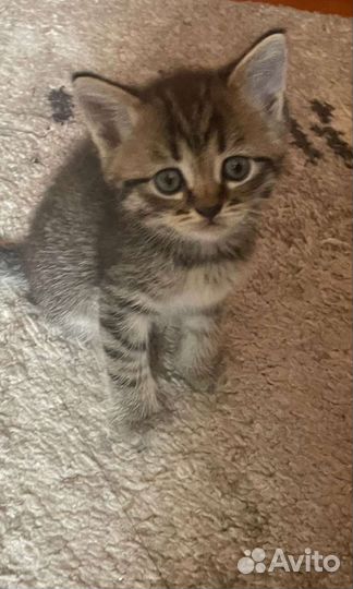 Котята сибирской кошки