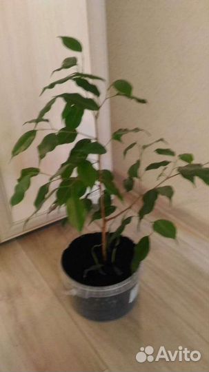 Фикусы бенджамина